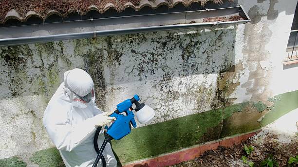 Top rated local Bathroom Mold Removal specialists in Dayton, KY